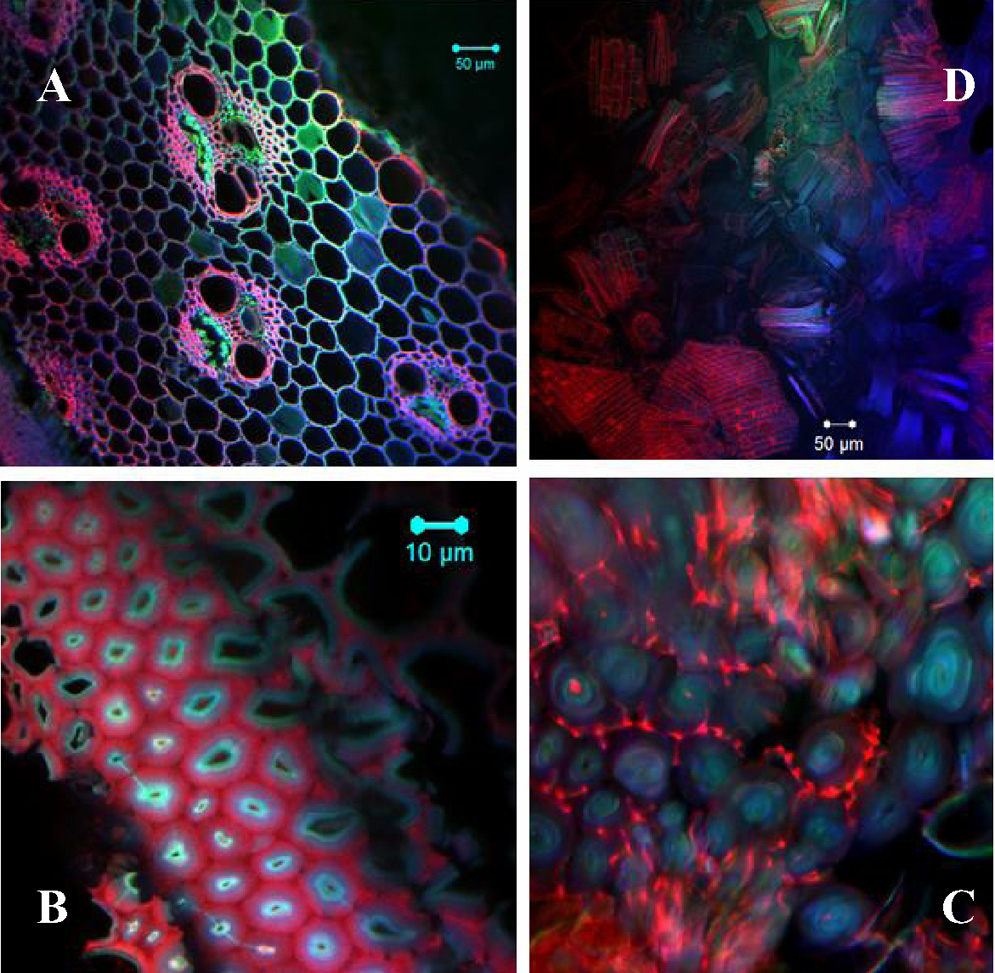 switchgrass treated with EmimAc ionic liquid fluorescence images
